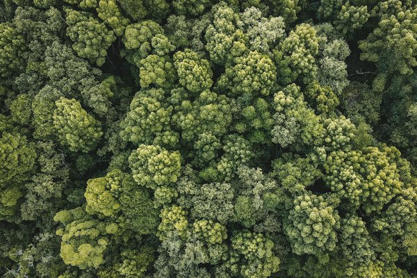 Les fleurs de chanvre : bienfaits et usages à connaître absolument